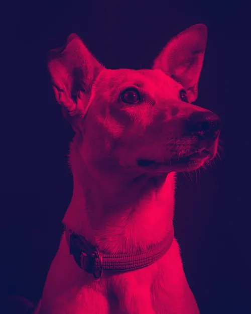 Portraitfoto von Josie Baecker, Happiness-Consultant (Hund von Laura) bei pixolith